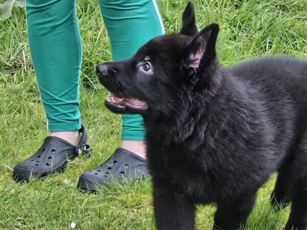 KC registered German Shepherd Puppy for sale in Perth, Perth and Kinross - Image 1
