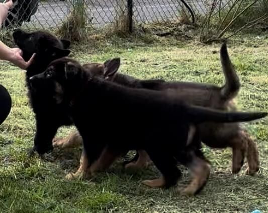 KC registered German Shepherd Puppy for sale in Perth, Perth and Kinross - Image 2