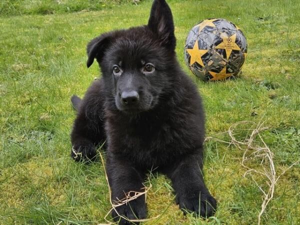 KC registered German Shepherd Puppy for sale in Perth, Perth and Kinross - Image 4