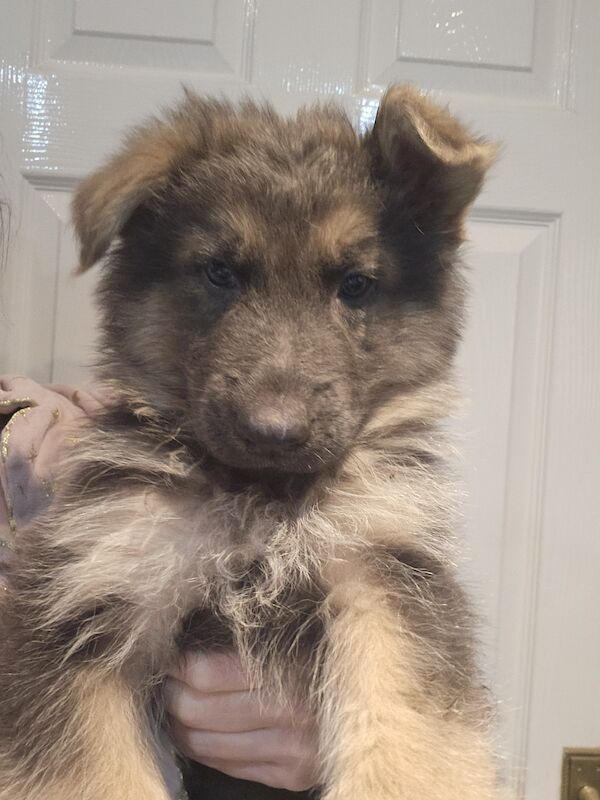 KC registered GSD puppies for sale in March, Cambridgeshire