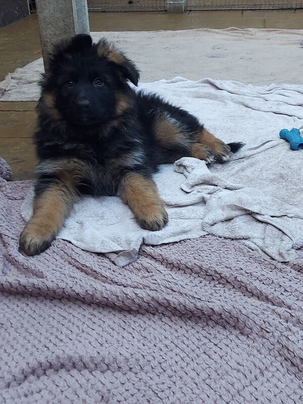 KC Registered Long Haired GSD Puppies. for sale in Tipton, West Midlands