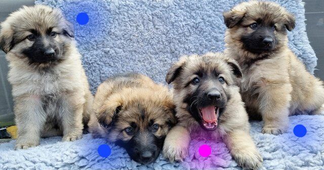 Kc registered longhaired german shepherd puppies for sale in Blyth, Northumberland - Image 1