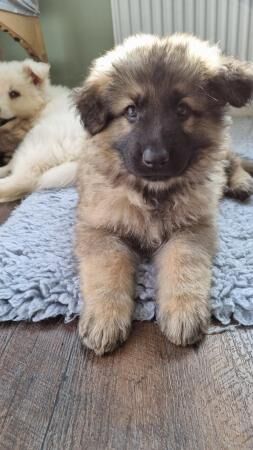 Kc registered longhaired german shepherd puppies for sale in Blyth, Northumberland - Image 2