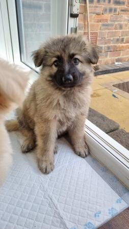 Kc registered longhaired german shepherd puppies for sale in Blyth, Northumberland - Image 3