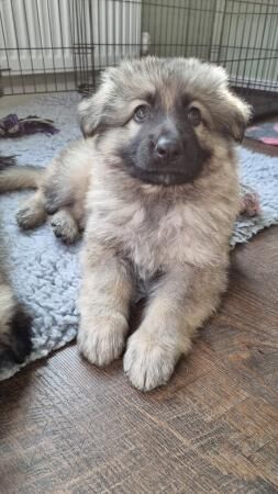 Kc registered longhaired german shepherd puppies for sale in Blyth, Northumberland - Image 4