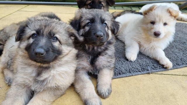 Kc registered longhaired german shepherd puppies for sale in Blyth, Northumberland - Image 5
