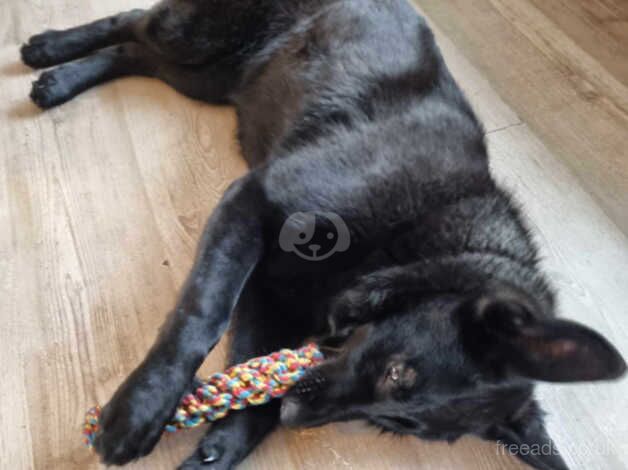 KC/Serbian Imported GSD Female for sale in Warrington, Cheshire - Image 1