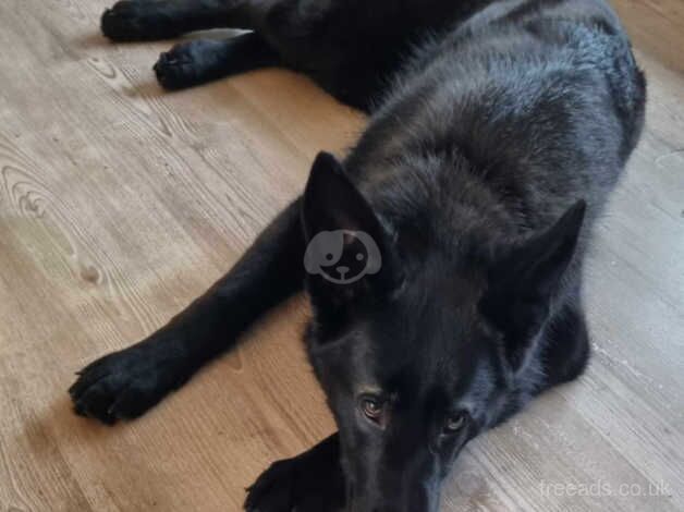 KC/Serbian Imported GSD Female for sale in Warrington, Cheshire - Image 2