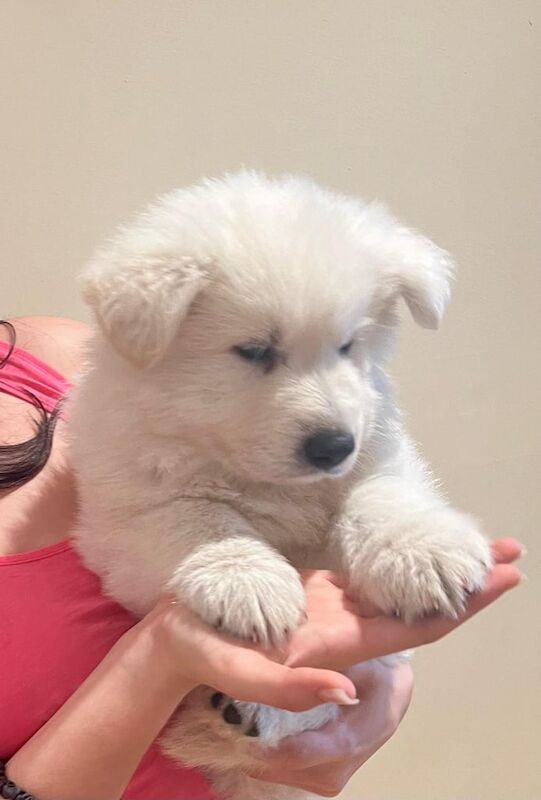 KC White Swiss Shepherd Puppies (White German Shepherd puppies) for sale in Heathrow, London