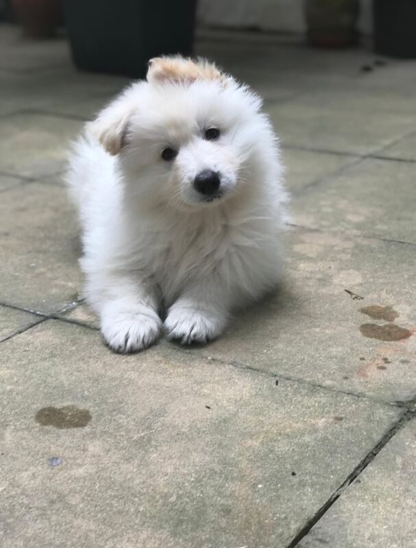 KC White Swiss Shepherd Puppies (White German Shepherd puppies) for sale in Heathrow, London - Image 2