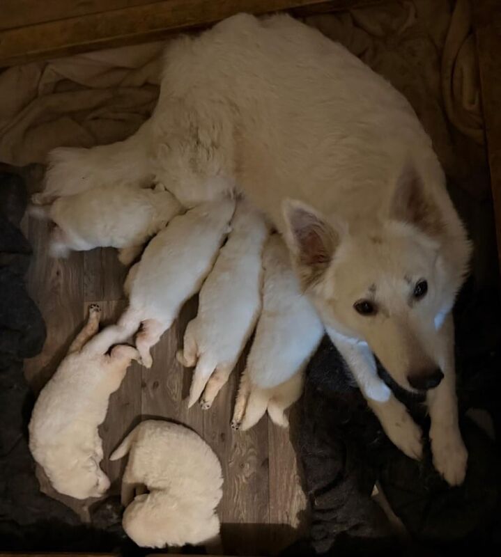 KC White Swiss Shepherd Puppies (White German Shepherd puppies) for sale in Heathrow, London - Image 3