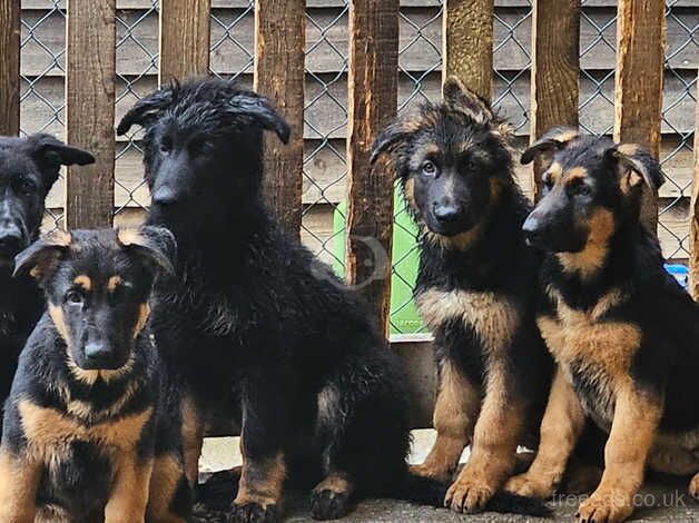 Large German Shepherd puppies looking for loving homes for sale in Sevenoaks, Kent