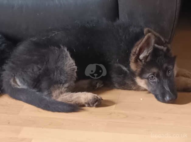 German Shepherds for sale in Dukinfield, Greater Manchester