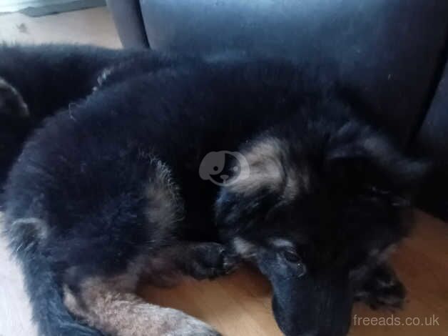 German Shepherd Puppies for sale in Greater Manchester