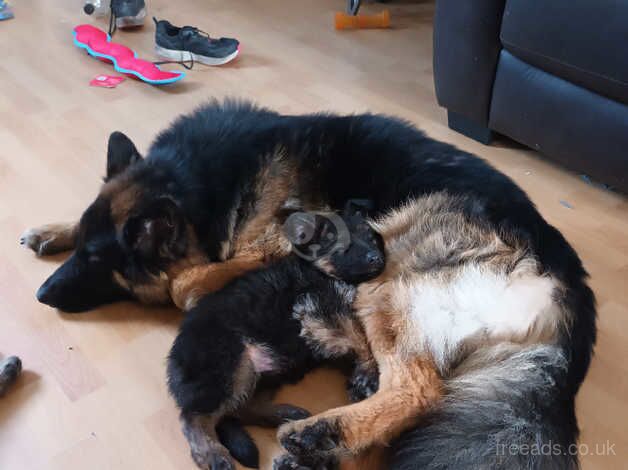 German Shepherd Puppies for sale