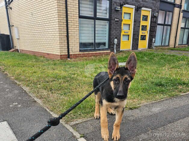 {LAST}Boy German Shepard puppy for sale in Bishop's Hull, Somerset - Image 1