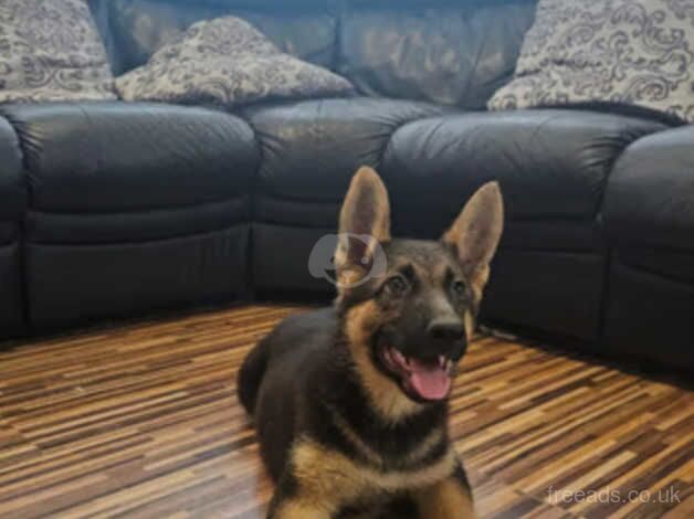 {LAST}Boy German Shepard puppy for sale in Bishop's Hull, Somerset - Image 2