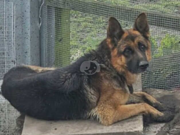 {LAST}Boy German Shepard puppy for sale in Bishop's Hull, Somerset - Image 3