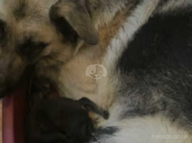 {LAST}Boy German Shepard puppy for sale in Bishop's Hull, Somerset - Image 4