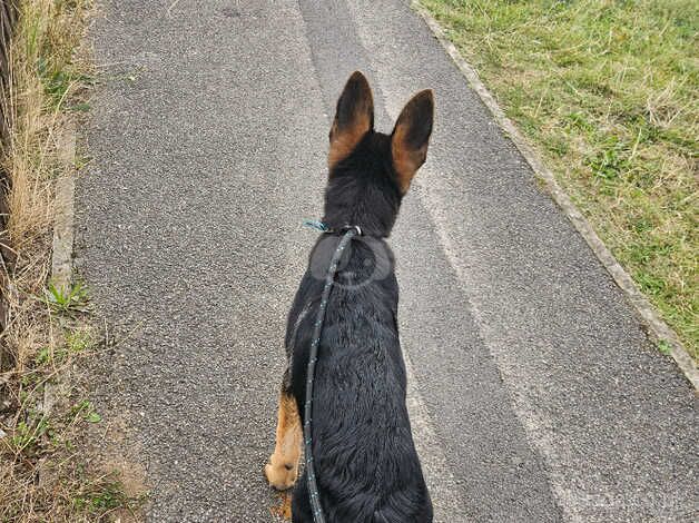 {LAST}Boy German Shepard puppy for sale in Bishop's Hull, Somerset - Image 5