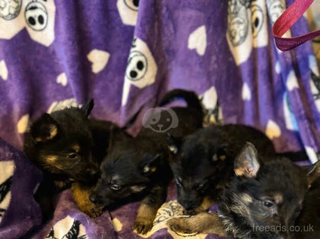 Last boys looking for there forever home for sale in Nottingham, Nottinghamshire - Image 5