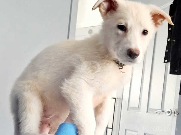 Last female German shepherd pup for sale in Oldham, Greater Manchester - Image 4