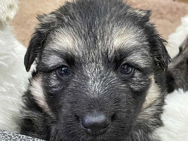 Last girl left German shepherd dm clear for sale in Sandy, Bedfordshire