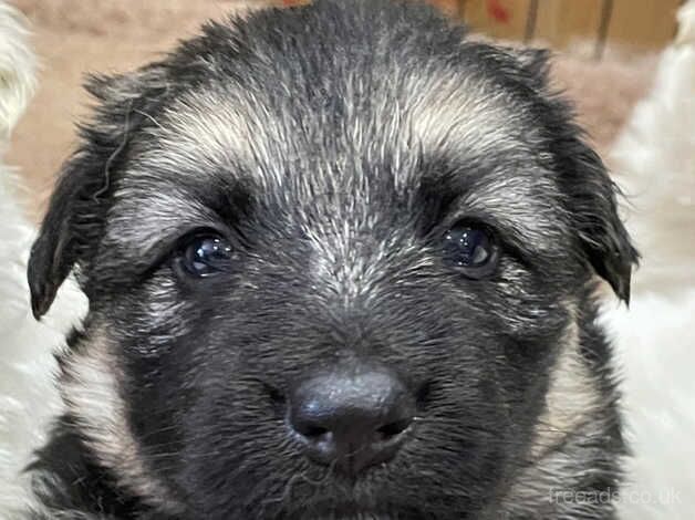 German Shepherd Puppies for sale in Bedfordshire