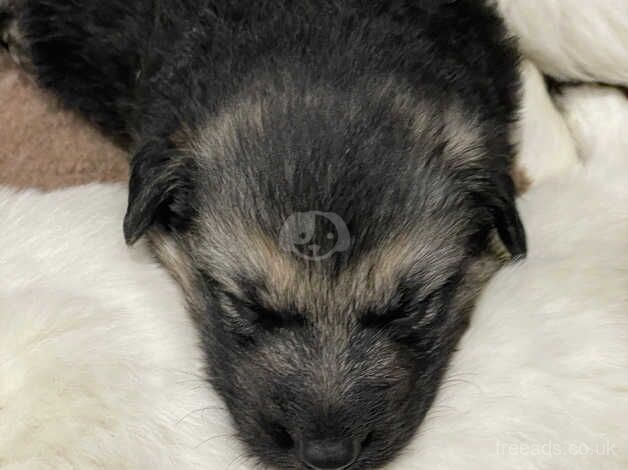 Last girl left German shepherd dm clear for sale in Sandy, Bedfordshire - Image 5