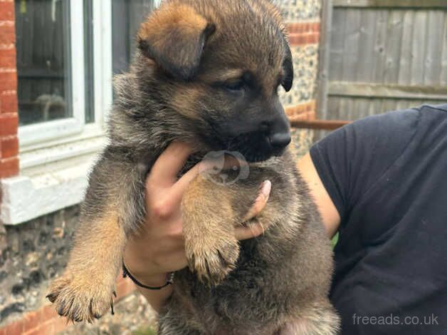 German Shepherds for sale in Salisbury, Wiltshire