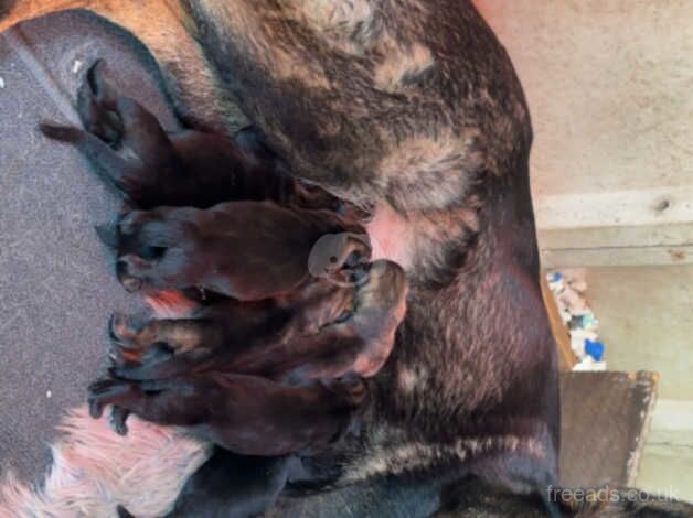 German Shepherd Puppies for sale in Wiltshire