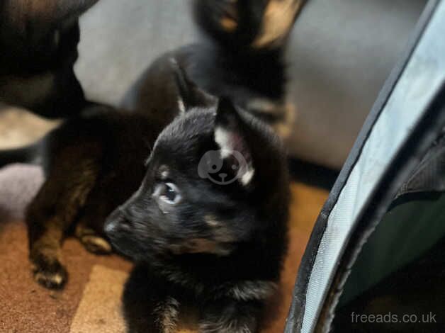 Last of his litter for sale in Nottingham, Nottinghamshire