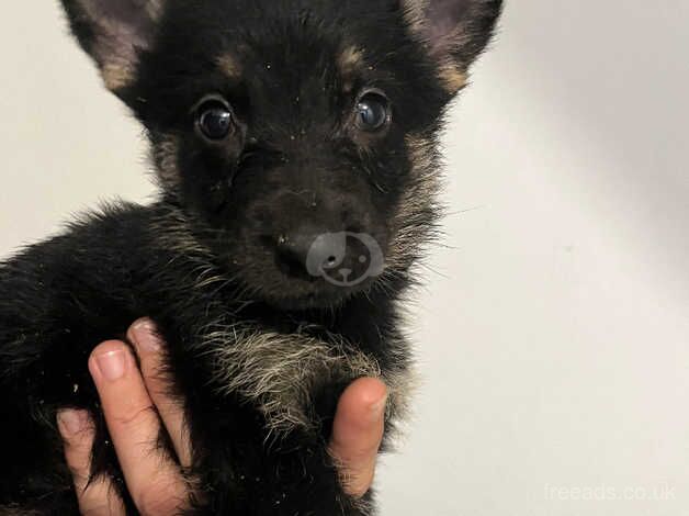 Last of his litter for sale in Nottingham, Nottinghamshire - Image 2