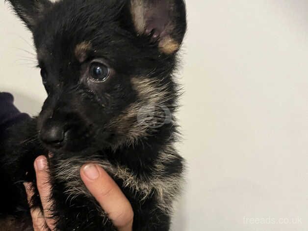 German Shepherd Puppies for sale in Nottinghamshire