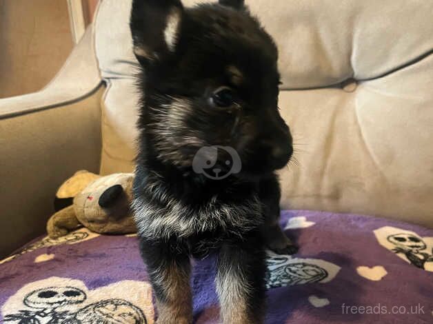 German Shepherd Puppies for sale