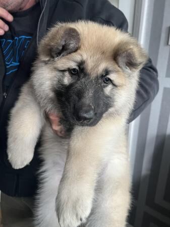Last pup available female Kc registered German shepherd for sale in Luton, Devon - Image 1