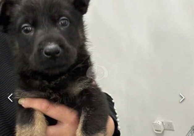 Last two beautiful working line puppies for sale in Leicester, Leicestershire