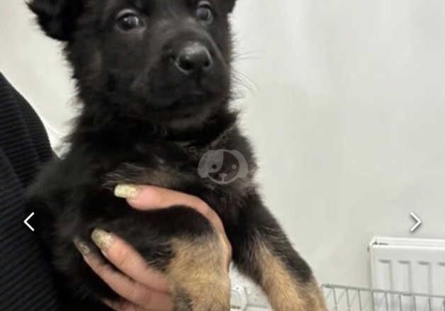 Last two beautiful working line puppies for sale in Leicester, Leicestershire - Image 2