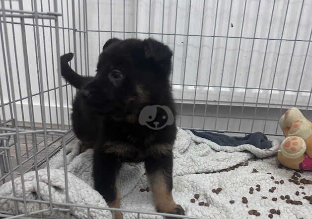 Last two beautiful working line puppies for sale in Leicester, Leicestershire - Image 3