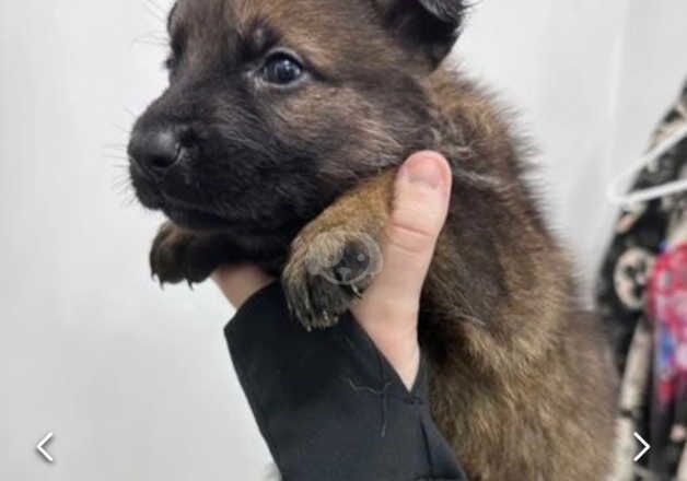 Last two beautiful working line puppies for sale in Leicester, Leicestershire - Image 4