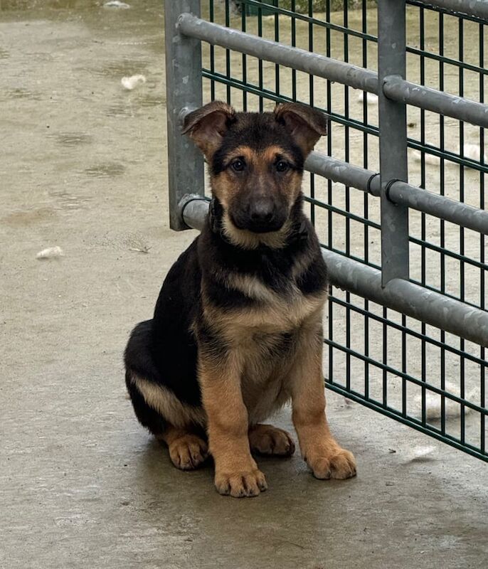 Last two German shepherd pups for sale in Stanley, Durham