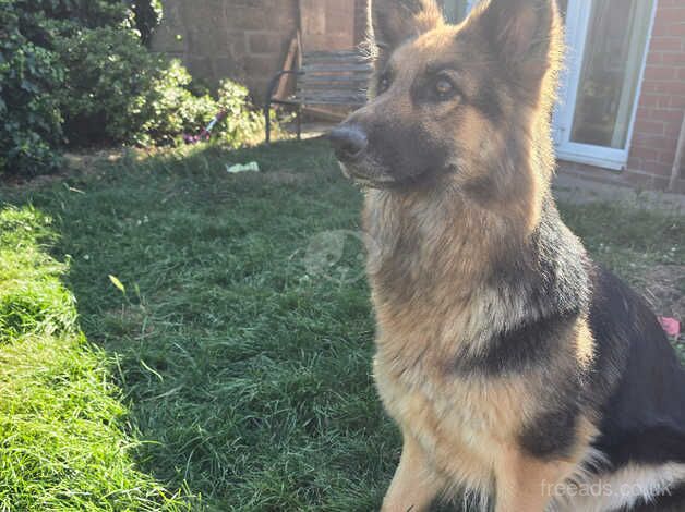 Lexi 2 year old needs new home £300 for sale in Clacton-On-Sea, Essex