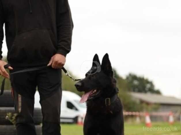 line GSD for sale in Walsall, West Midlands - Image 2