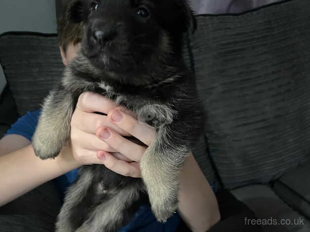 little boy German Shepard for sale in Rossendale - Image 1