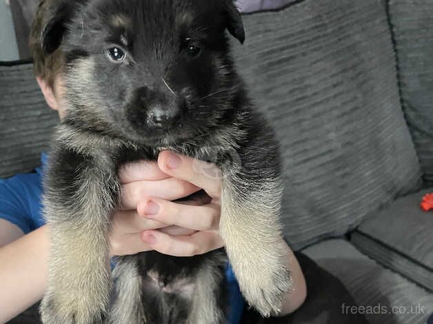 little boy German Shepard for sale in Rossendale - Image 2