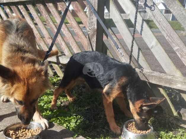 Little girl pup 14 week old for sale in Rugeley, Staffordshire