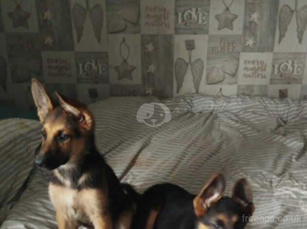 German Shepherds for sale in Rugeley, Staffordshire