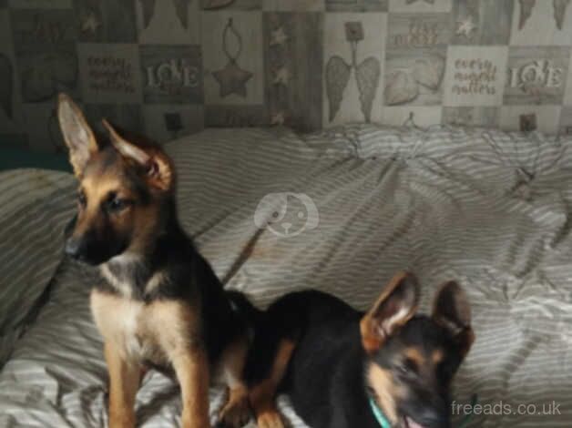 German Shepherd Puppies for sale in Staffordshire