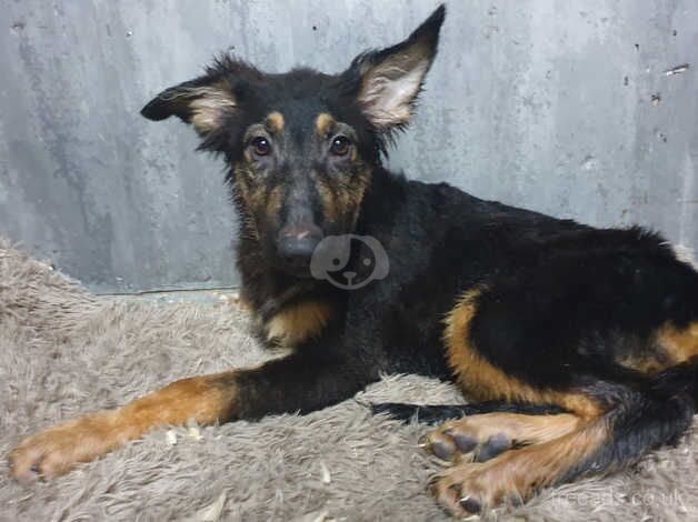 Liver and black and tan pups for sale in Accrington, Lancashire - Image 3