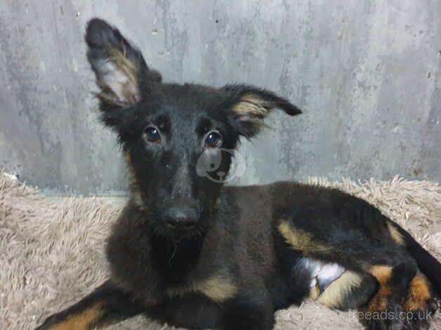 Liver and black and tan pups for sale in Accrington, Lancashire - Image 4